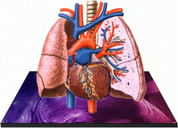 heart3.GIF (17026 bytes)