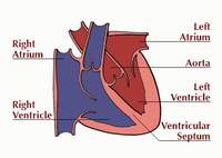 heart4.jpg (5384 bytes)